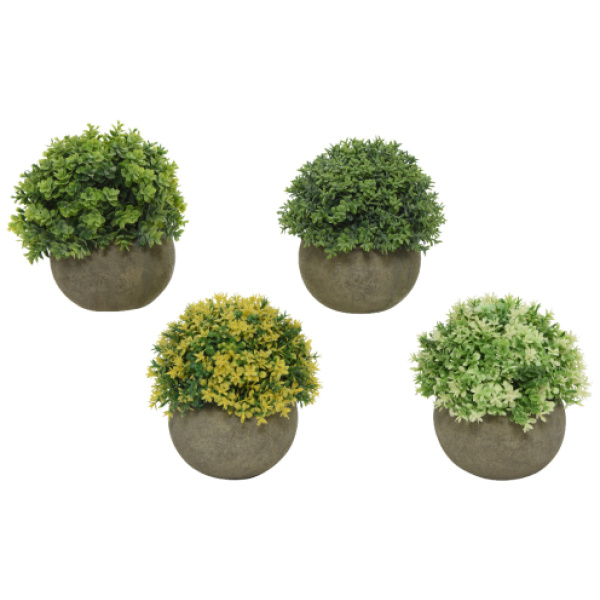 Gerviplanta, kúlu, 4 teg., 12cm