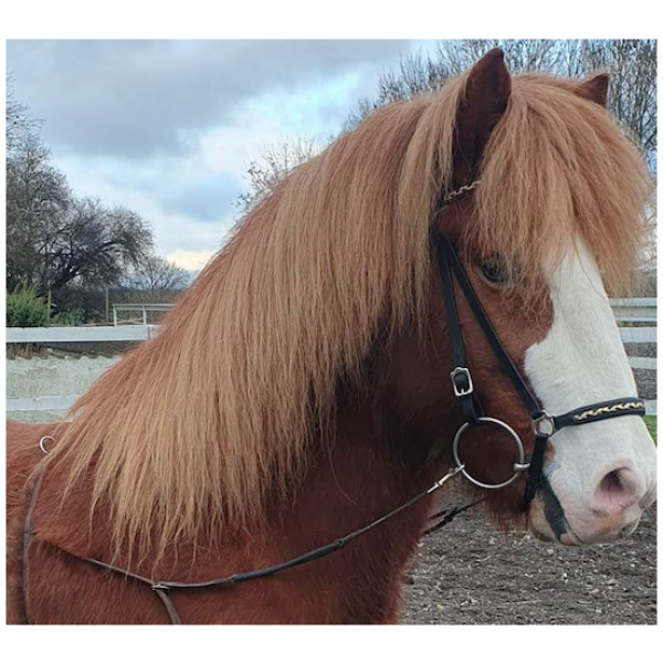 Nasamúll, Black/Gold